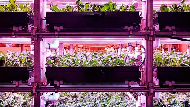 Inside Elevate Farms