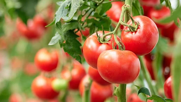 Red cherry tomatoes on green vines and stems with green leaves.