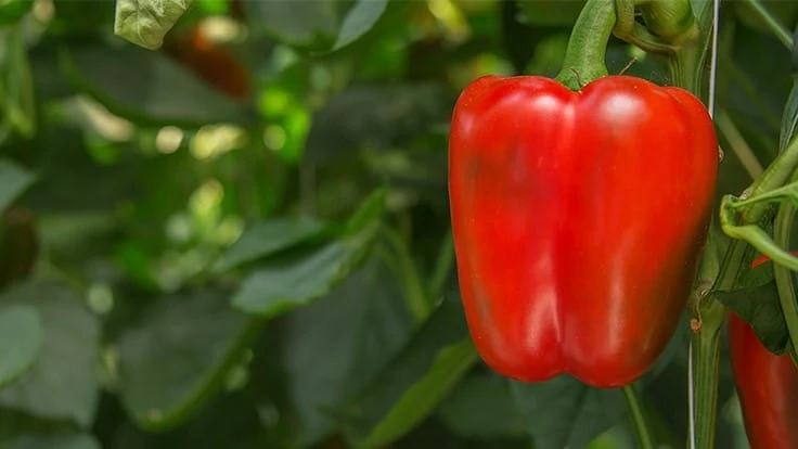 A red pepper growing in a Greenhill Produce greenhouse