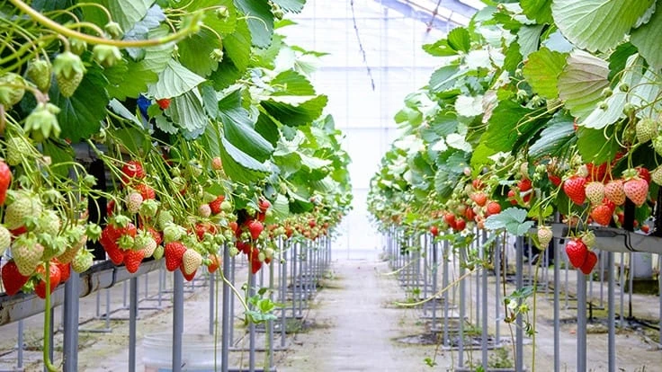 Strawberries growing in a greenhouse
