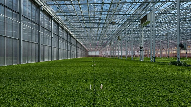 Greens grown at Revol Greens' main facility 