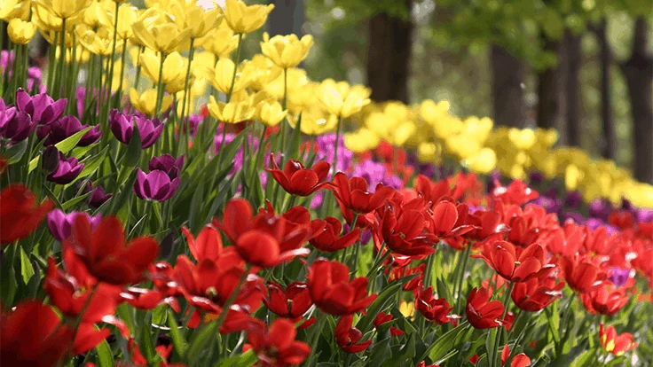 Tulip garden.