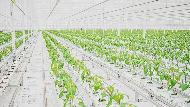 Inside a Nature Fresh Farms greenhouse bay