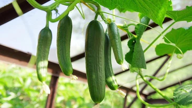 Photo: sushaaa, Adobe Stock