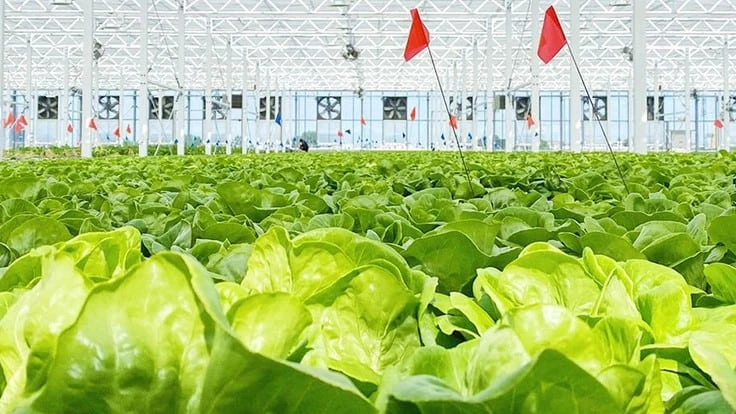 Inside the Lufa Farms rooftop greenhouse