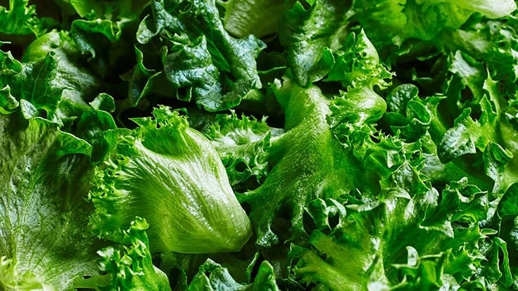 Bowery's Crispy Leaf lettuce