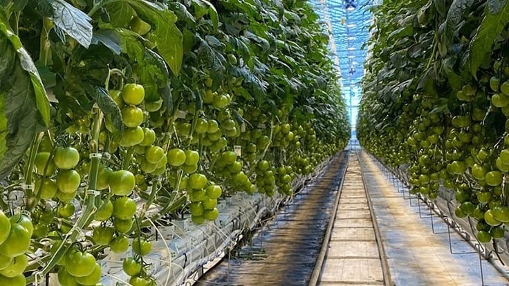 Tomatoes growing in a greenhouse at Mucci Farms' Huron, Ohio operation