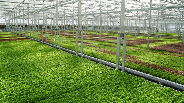 Inside a Gotham Greens farm