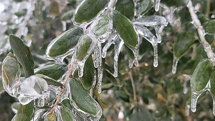Ice on green leaves.