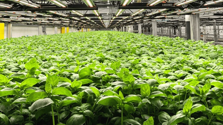 Basil growing in a Shenandoah Growers facility 