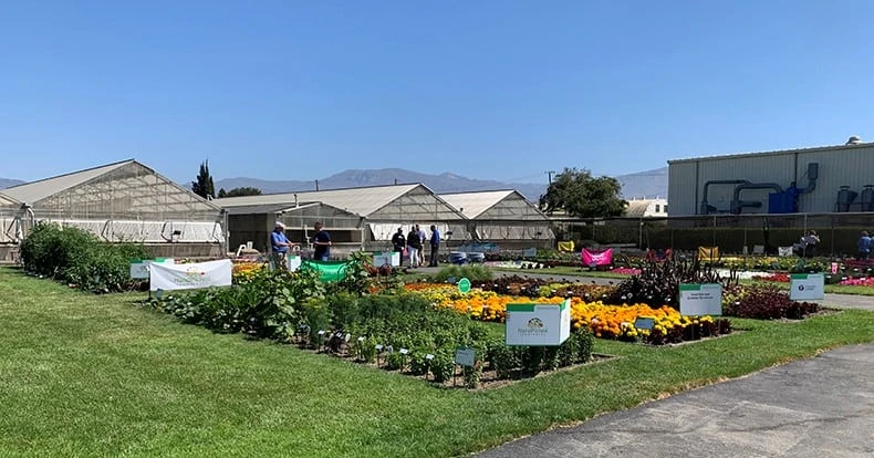 Ball Horticultural Company at California Summer Trials 