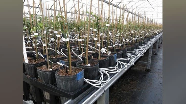 Water and Irrigation Management