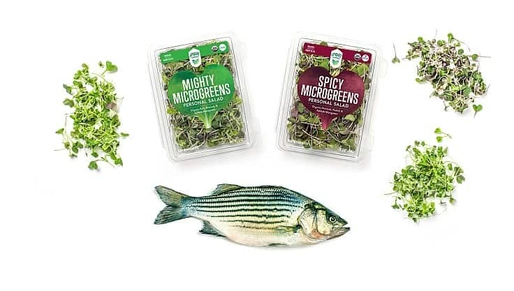 Photo Credit - Upward Farms