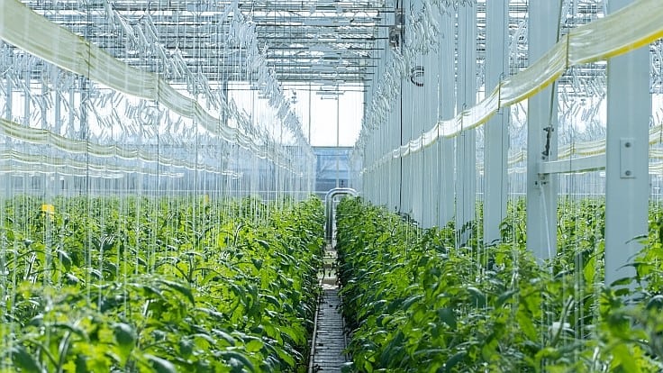 CEA collaboration adds vertical farms