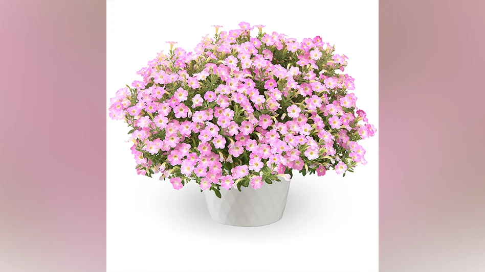 A plant in a white pot with pink flowers and green leaves.