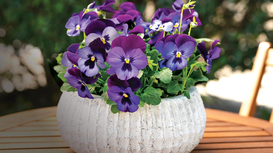 A plant in a white ceramic pot with purple flowers and green leaves sitting on a brown wooden table.