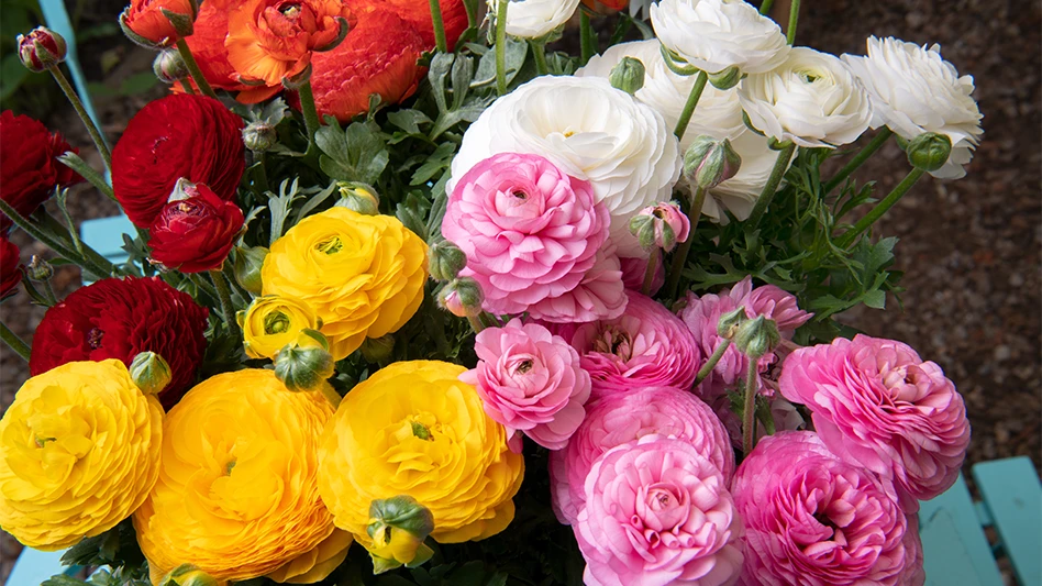 Bouquets of red, orange, white, yellow and pink flowers.