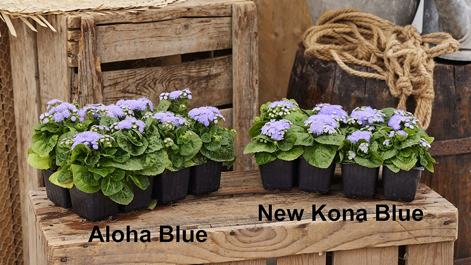 Two black plastic flats of plants with purple flowers and green leaves. Below is black text that reads Aloha Blue and New Kona Blue. The flats sit on top of and in front of wooden boxes.