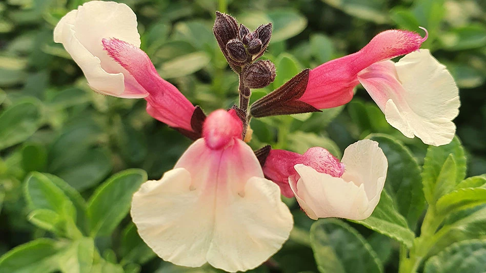 A close-up photo of a cream and pink flower with a brown center stem and green leaves.