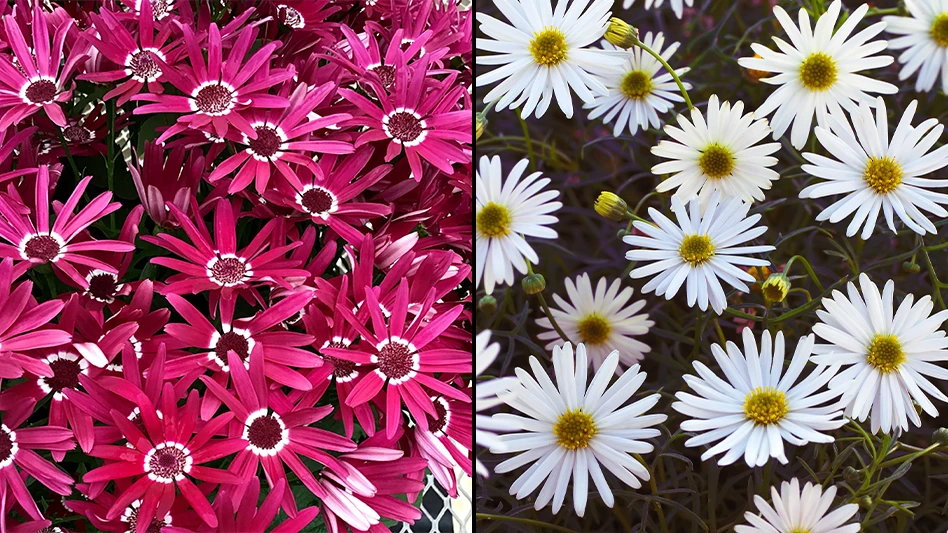 Two side-by-side photos. One shows lots of daisy-like hot pink flowers; the other shows lots of white daisy-like flowers.