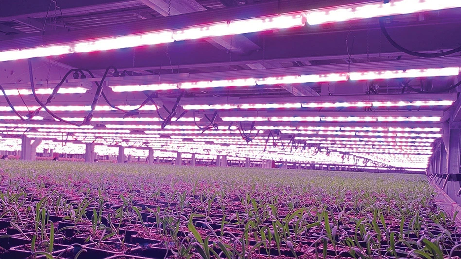 Leafy green seedlings grow in square black pots under rows of red lights.