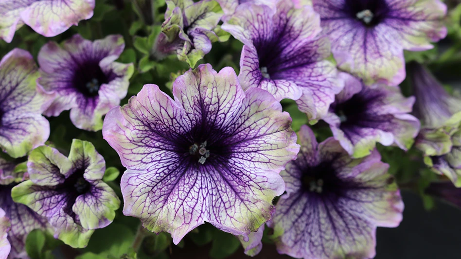 A close-up of flowers with dark purple centers fading out to white edges.