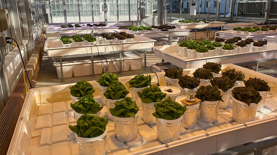 Plants being grown in pots