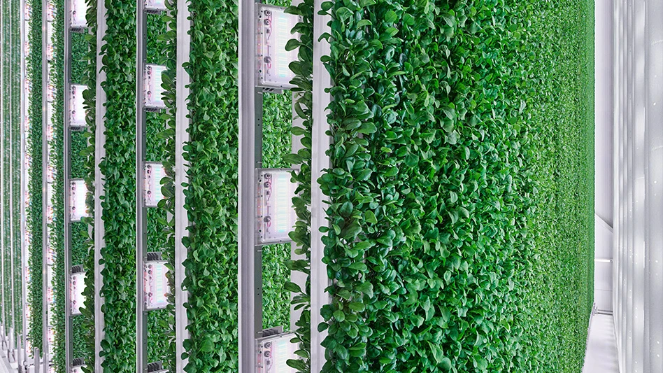 Inside one of the grow rooms in the Plenty Compton Farm
