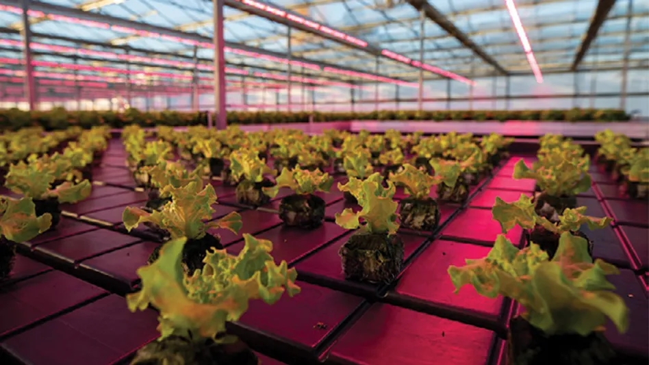 Leafy green seedlings sit in a greenhouse under red lights.