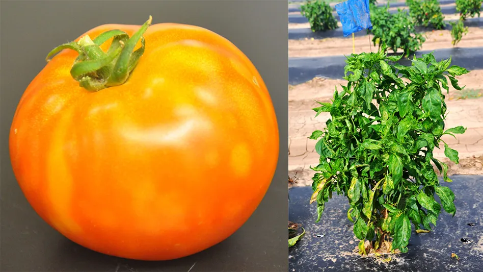 Two side-by-side photos. On the left is a discolored tomato that appears orange with lighter color spots. On the right is a leafy green tomato plant growing in a field of other similar plants. The plant appears wilted.