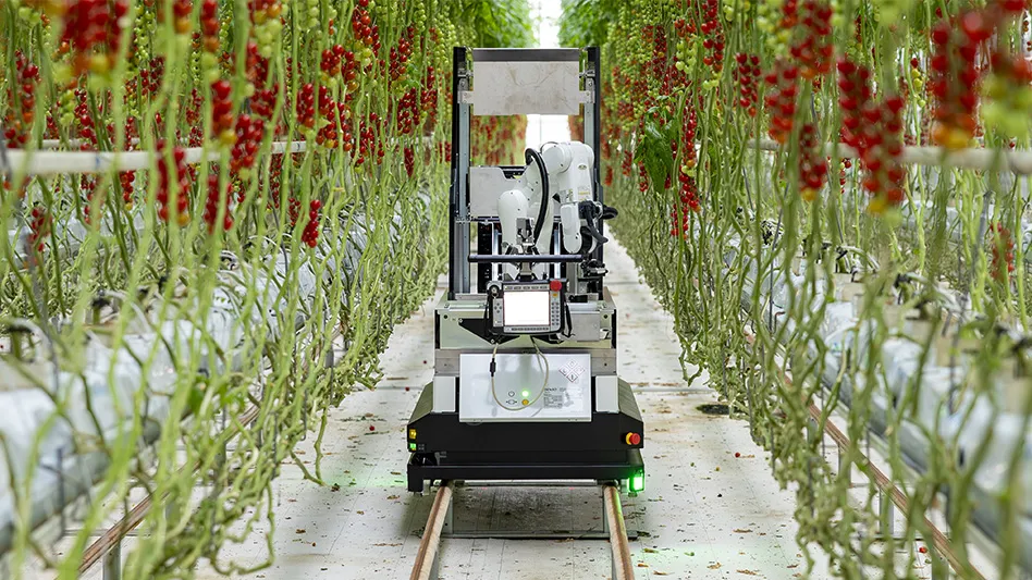 A robot sits in a lane of a greenhouse surrounded by red cherry tomatoes and green vines.