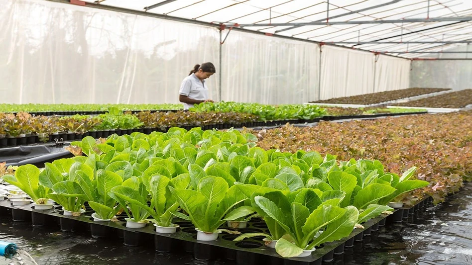 A person stands in a greenhouse surrounded by black trays of leafy green and red lettuce.