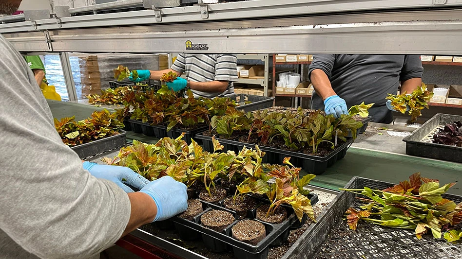 Three people wearing blue gloves stick green plants in brown soil discs in black trays on a silver metal line.