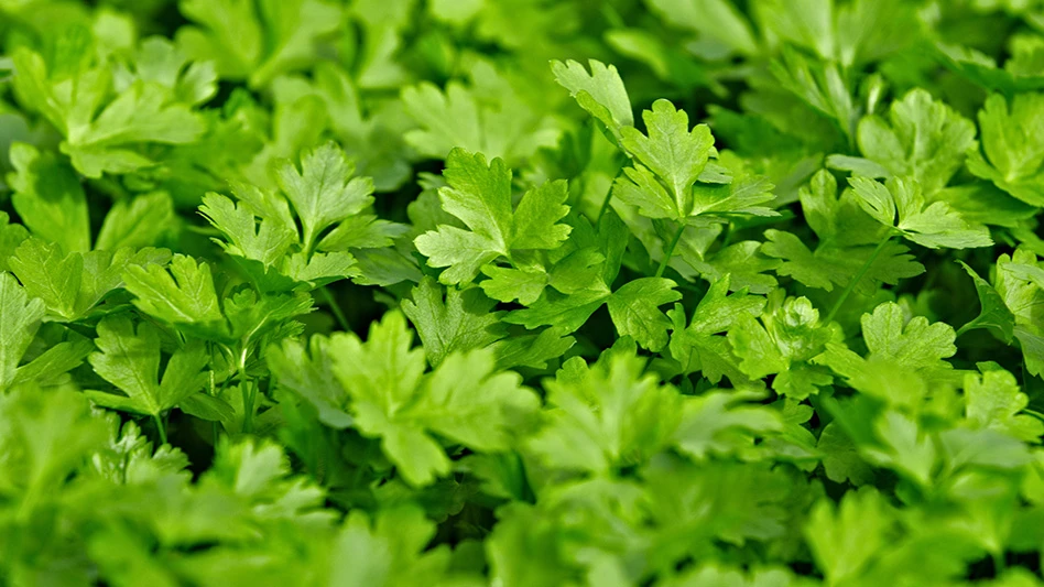 A close-up photo of leafy greens.