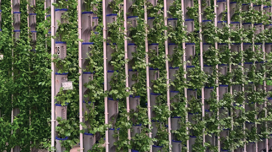 A vertical farm setup with leafy greens.