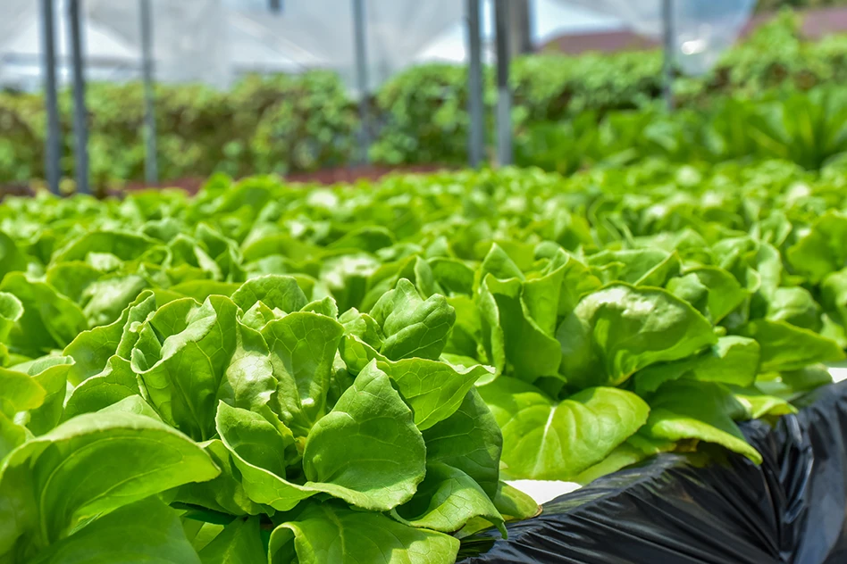 A close-up photo of lettuce grown in a hydroponic greenhouse.