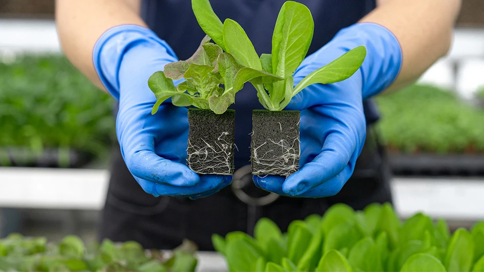 A person wearing black clothing and blue plastic gloves holds two green seedlings in black square foam. The person is only visible from the waist up and stands in a greenhouse.