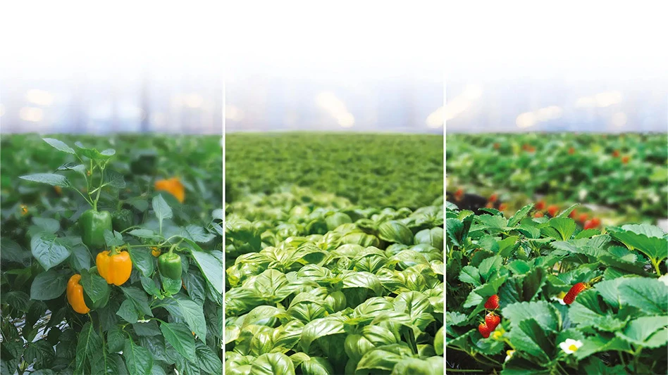 Three photos showing crops growing in greenhouses. The left photo shows orange and green peppers with dark green leaves, the middle photos shows plants with light green leaves and the right photos shows red strawberries with white flowers and dark green leaves.