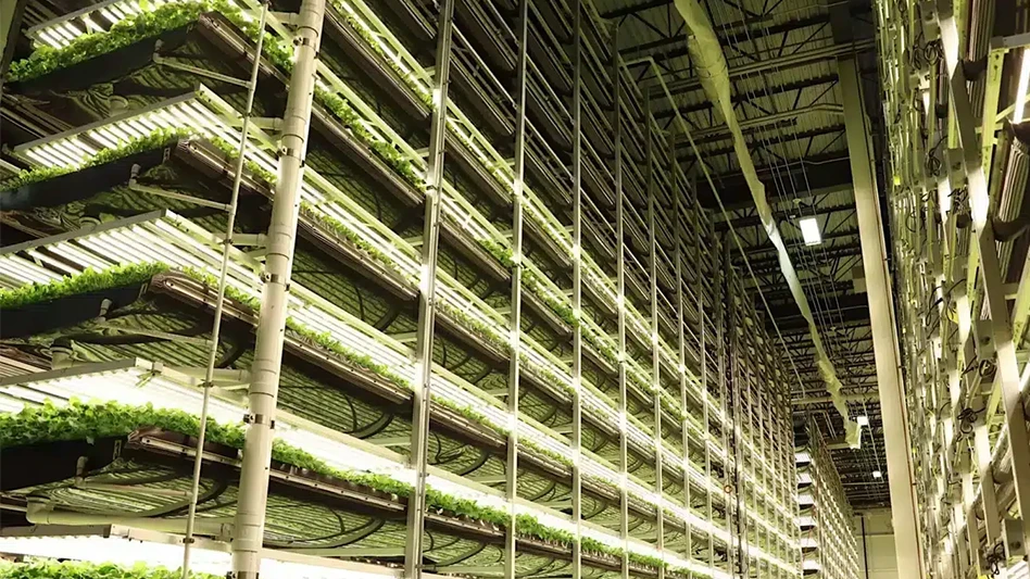 A vertical farm, showcasing tall shelving units with leafy greens growing.