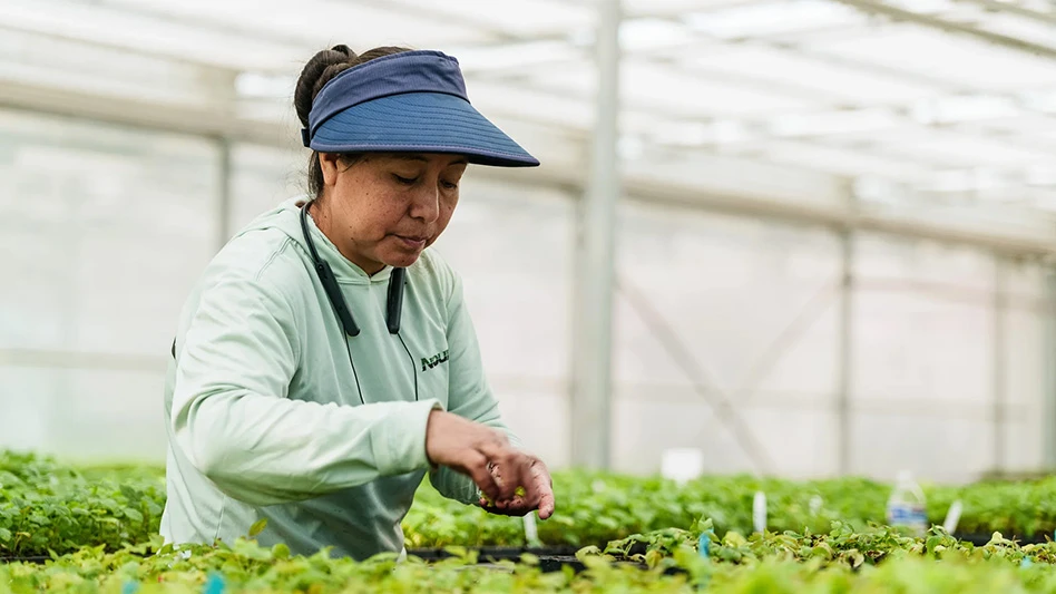 A greenhouse worker handling leafy greens.