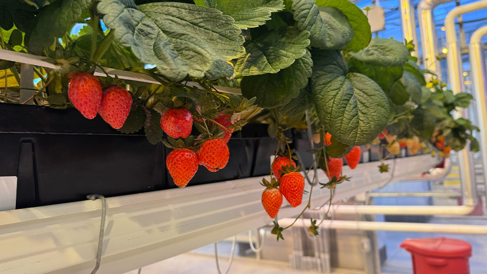 Strawberries growing in a research facility.