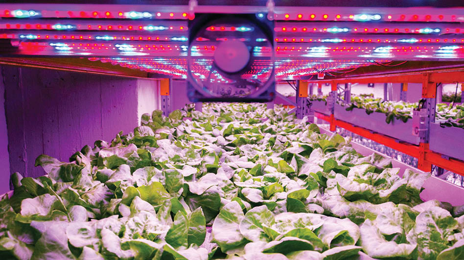 A purple-lit vertical farm with leafy greens growing under the lights.