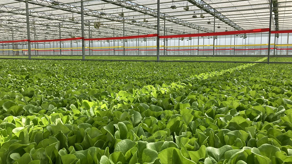 Leafy greens growing in a greenhouse.