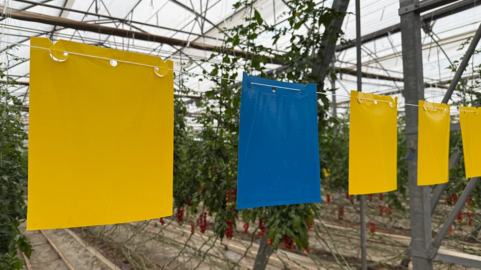 Square yellow and blue tags hanging on a rod in a greenhouse with growing green tomato plants with red fruits in the background.