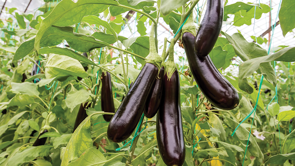 Eggplant 101 A production guide Produce Grower