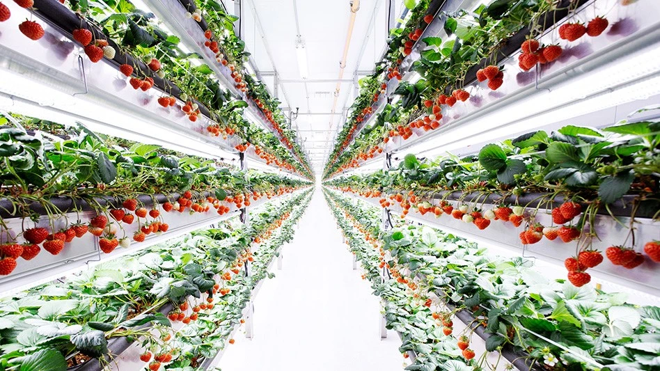 A strawberry vertical farm.
