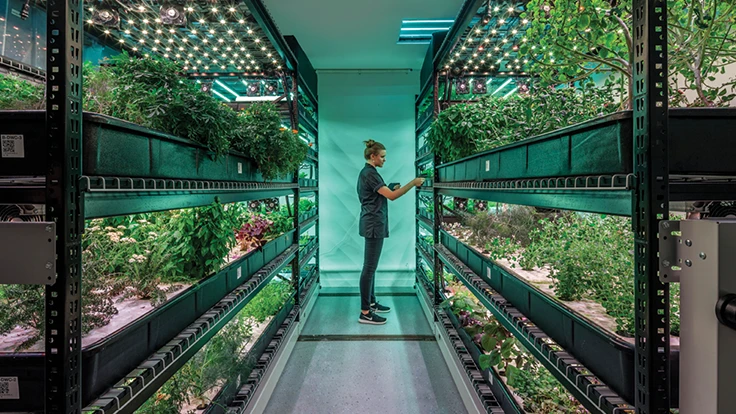 A woman stands between two racks of a vertical farm full of green plants.