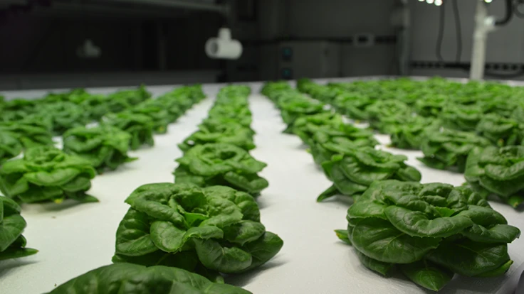 Rows of leafy greens growing indoors.