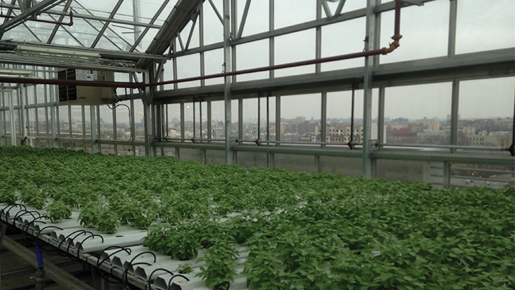 Photo: Neil S. Mattson