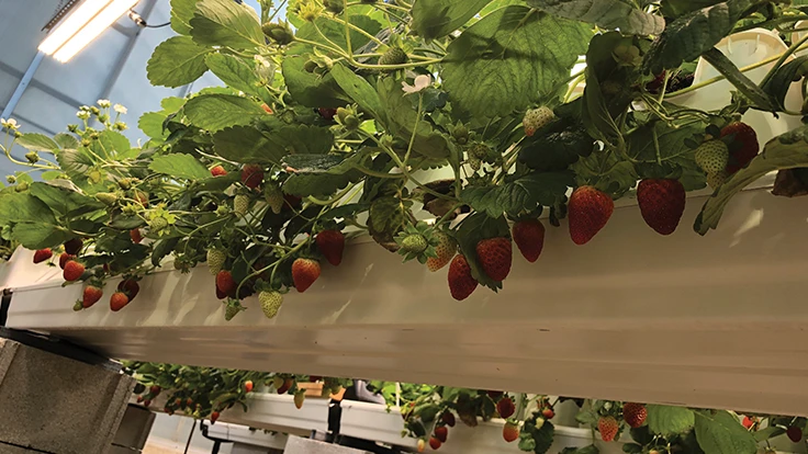 Image of strawberries